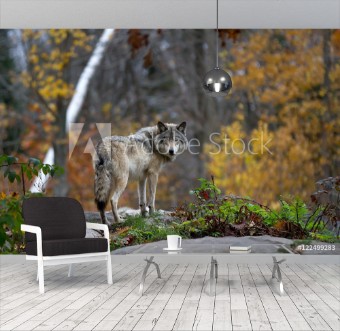 Picture of A lone Timber wolf or Grey Wolf Canis lupus standing on a rocky cliff looking back on a rainy day in autumn in Quebec Canada